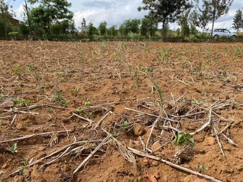 Rwanda: Inzara ikomeye mu karere ka Kayonza: Leta yatangiye gutanga ibiryo ku baturage bashonje